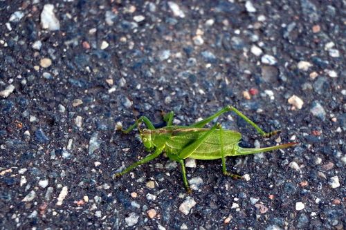 viridissima grasshopper tettigonia viridissima