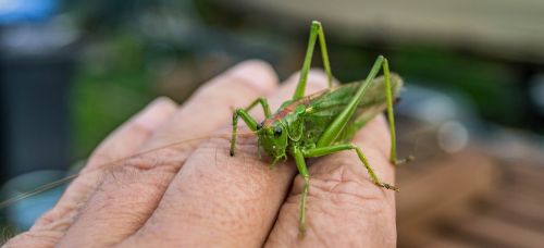 viridissima grasshopper close