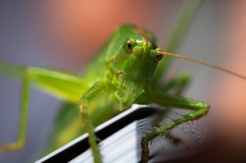 viridissima  grasshopper  macro