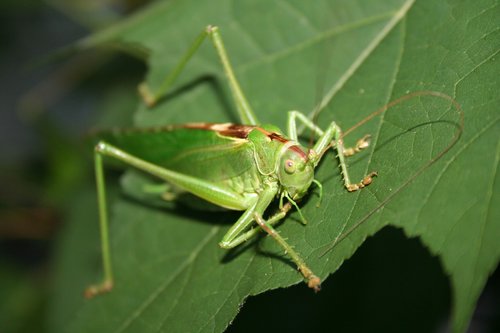 viridissima  insect  grasshopper