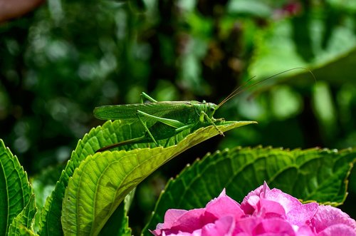 viridissima  green  insect
