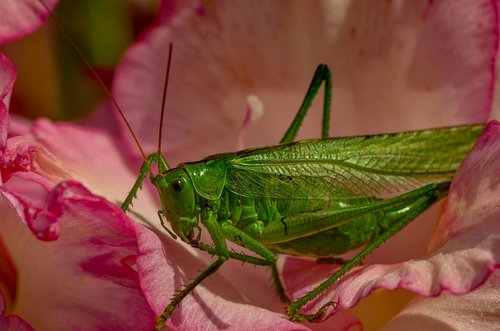 viridissima  green  grasshopper