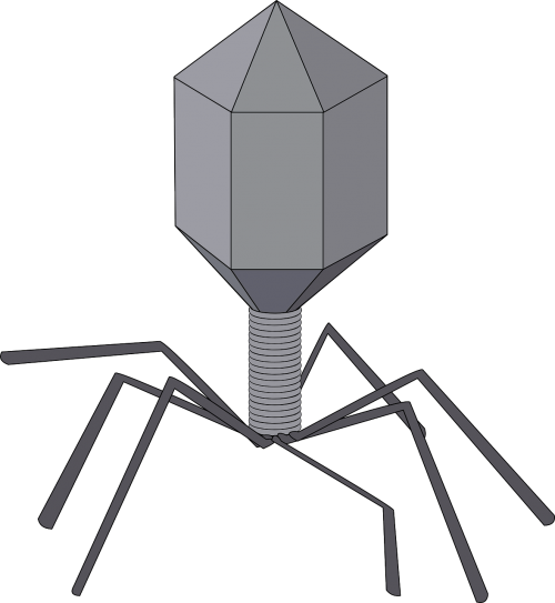 virus bacteriophage biology