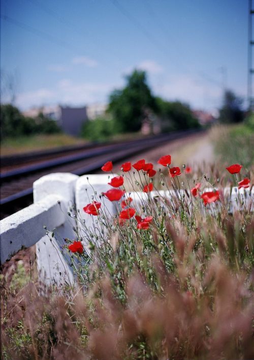 vivid poppy station