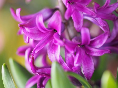 vivid flowers red purple