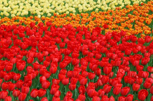 Vivid Color Tulips