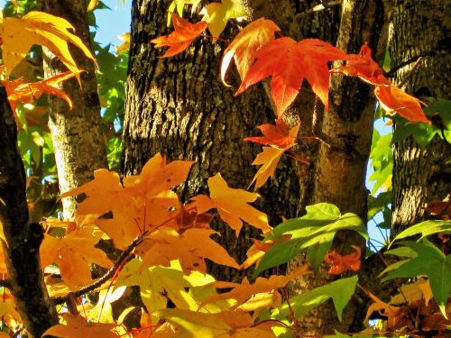 Vivid Colours Of Autumn