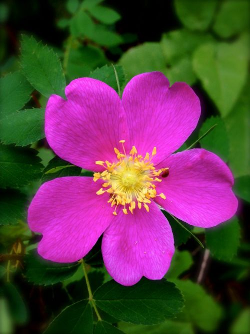 Vivid Pink Flower