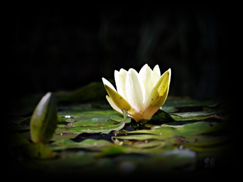 viz flower water lily
