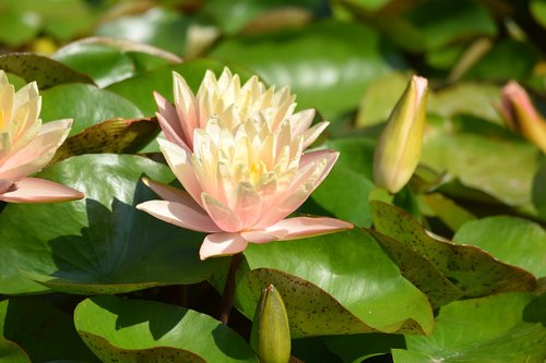 vizililiom  water lily  flower