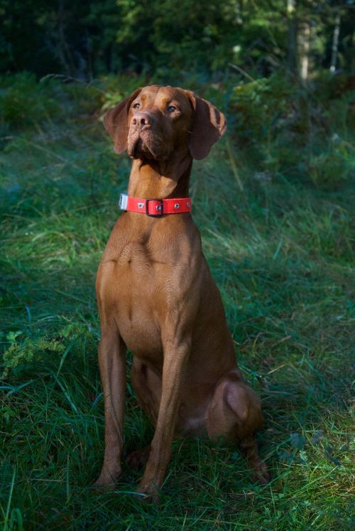 vizsla proud dog