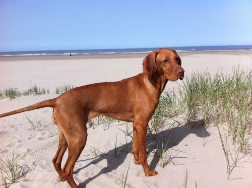 vizsla beach dog