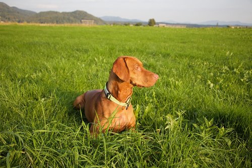 vizsla  dog  animal