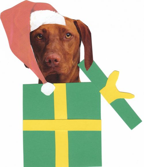 Vizsla Dog In Gift Box