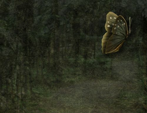 Butterfly In The Forest