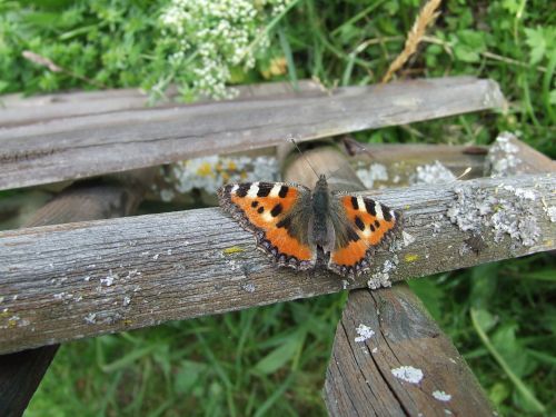 Butterfly On Fence