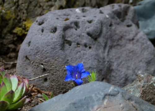 volcanic rock blue enzian