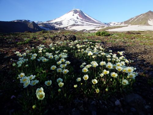 volcano the foot flowers