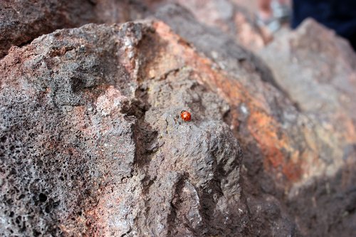 volcano  volcanic rock  insect