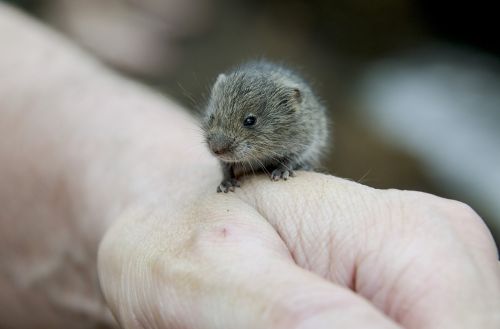 vole rodents hamster