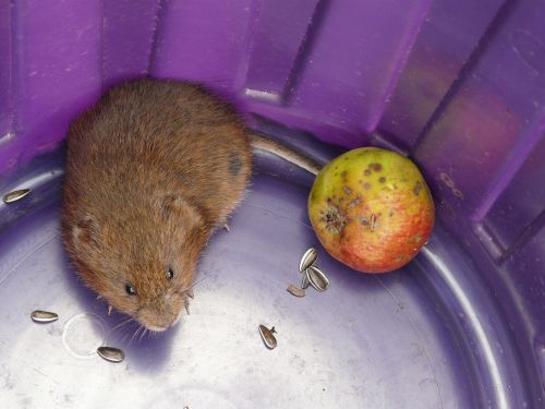 vole cute east water vole