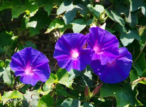volubilis convolvulacée blue flower