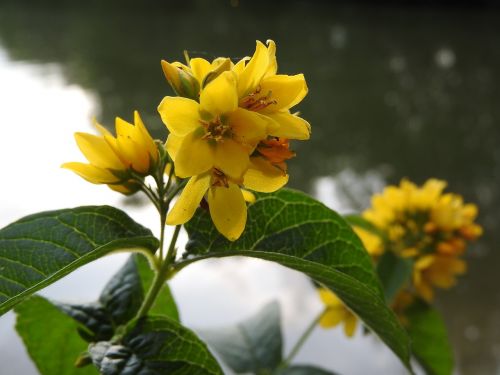 vrbina lysimachia flower