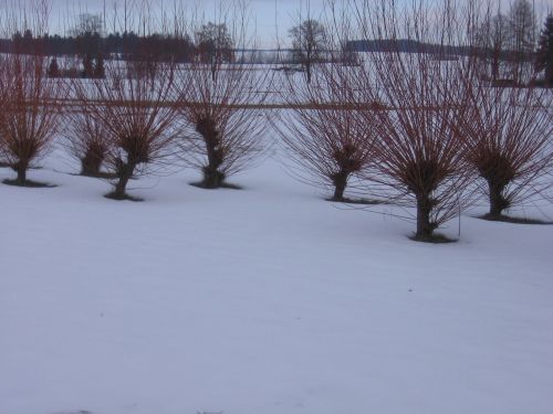 Willow Tree In The Snow