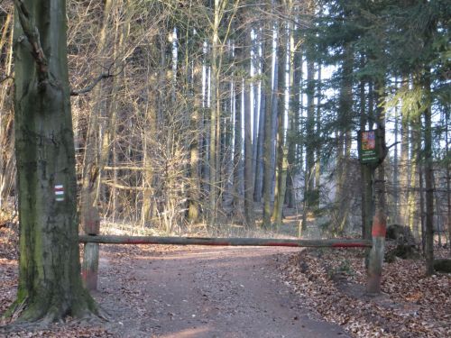 Entrance To The Forest