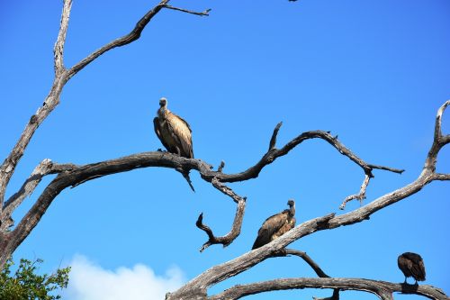 vulture tree national park