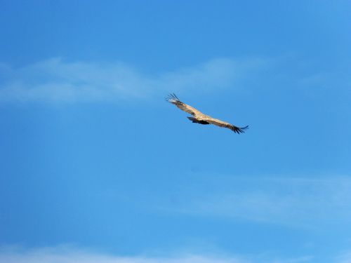vulture sky clouds