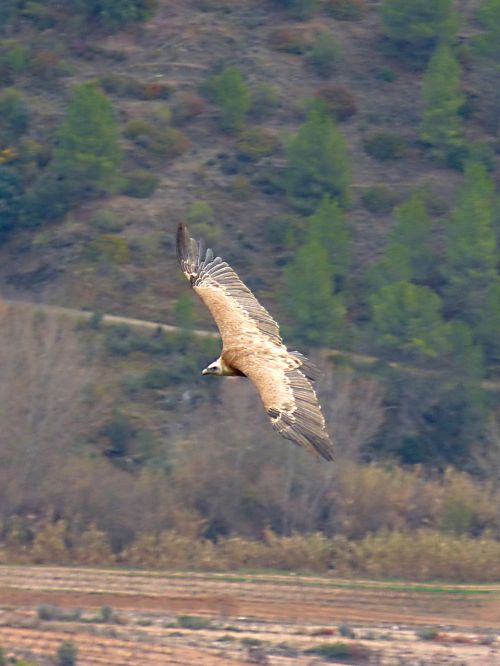 vulture landscape fly over