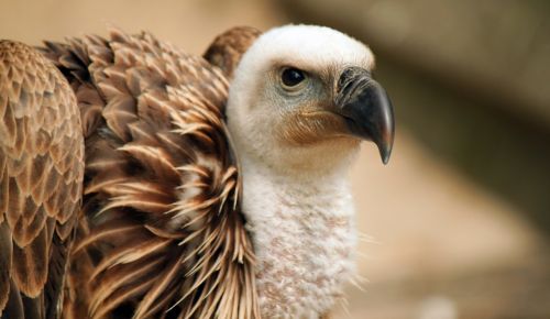 vulture bird feathers
