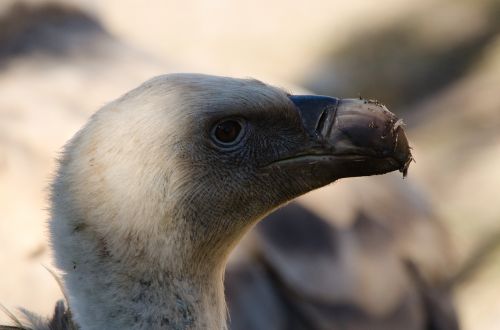 vulture bird bird of prey