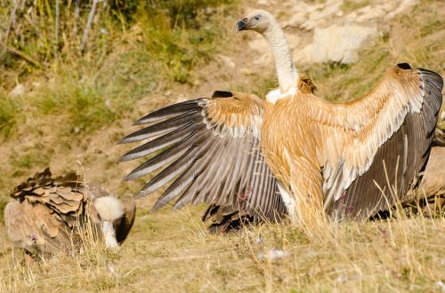 vulture young plumage