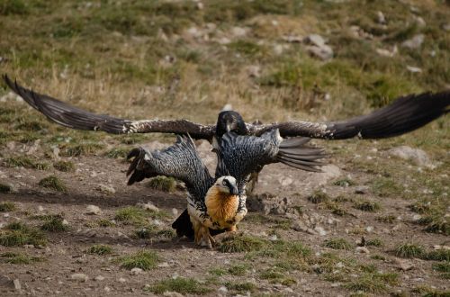 vulture adler scavengers