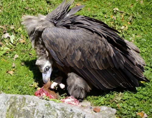 vulture black vulture bird of prey