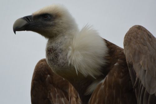 vulture bird bird of prey