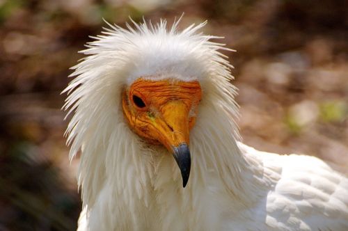 vulture bird animal
