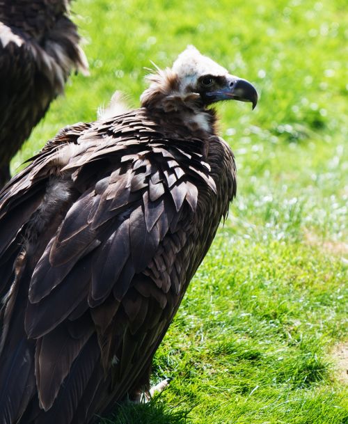 Vulture