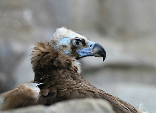 vulture bird scavenger