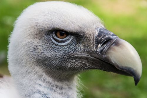 vulture bird head