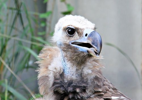 vulture raptor bird
