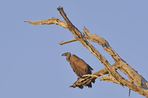 vulture bird