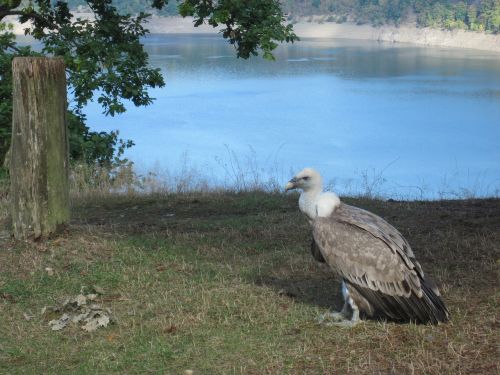 vulture bird of prey scavengers
