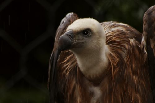 vulture condor animal