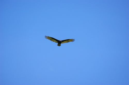 vulture sky fly