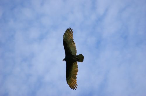 vulture sky clouds