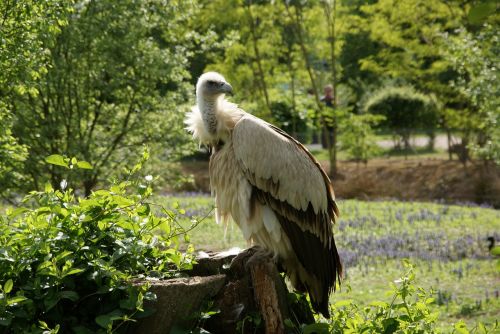 vulture himalaya animal