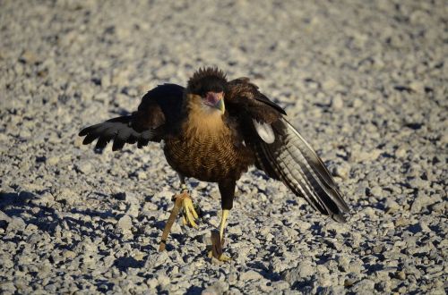 vulture raptor scavengers